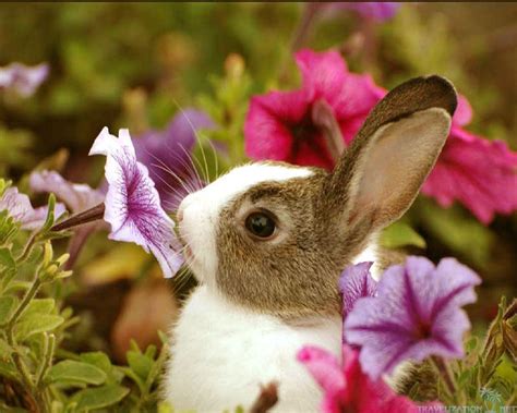 bunny cute pics|cute bunny images free.